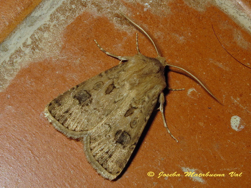 Noctuidae a determinar 3 - Argrotis bigramma